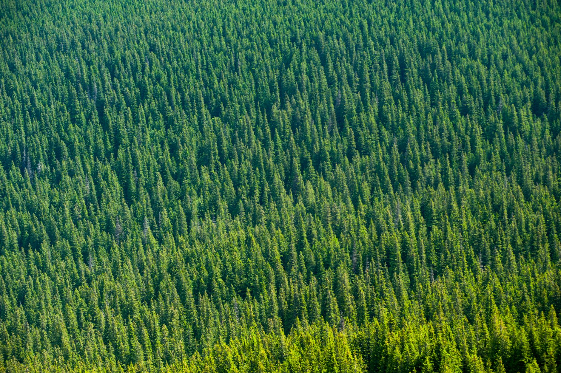 Prompt — Aerial view of a dense, lush coniferous forest in Kirovohrad, Ukraine.
