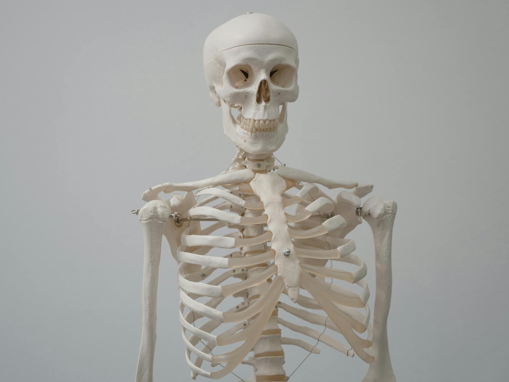 How To Make Skeleton Video, Viral Skeleton Video Tutorial, Skeleton Animation Vi — Close-up of a human skeleton model used for educational p
