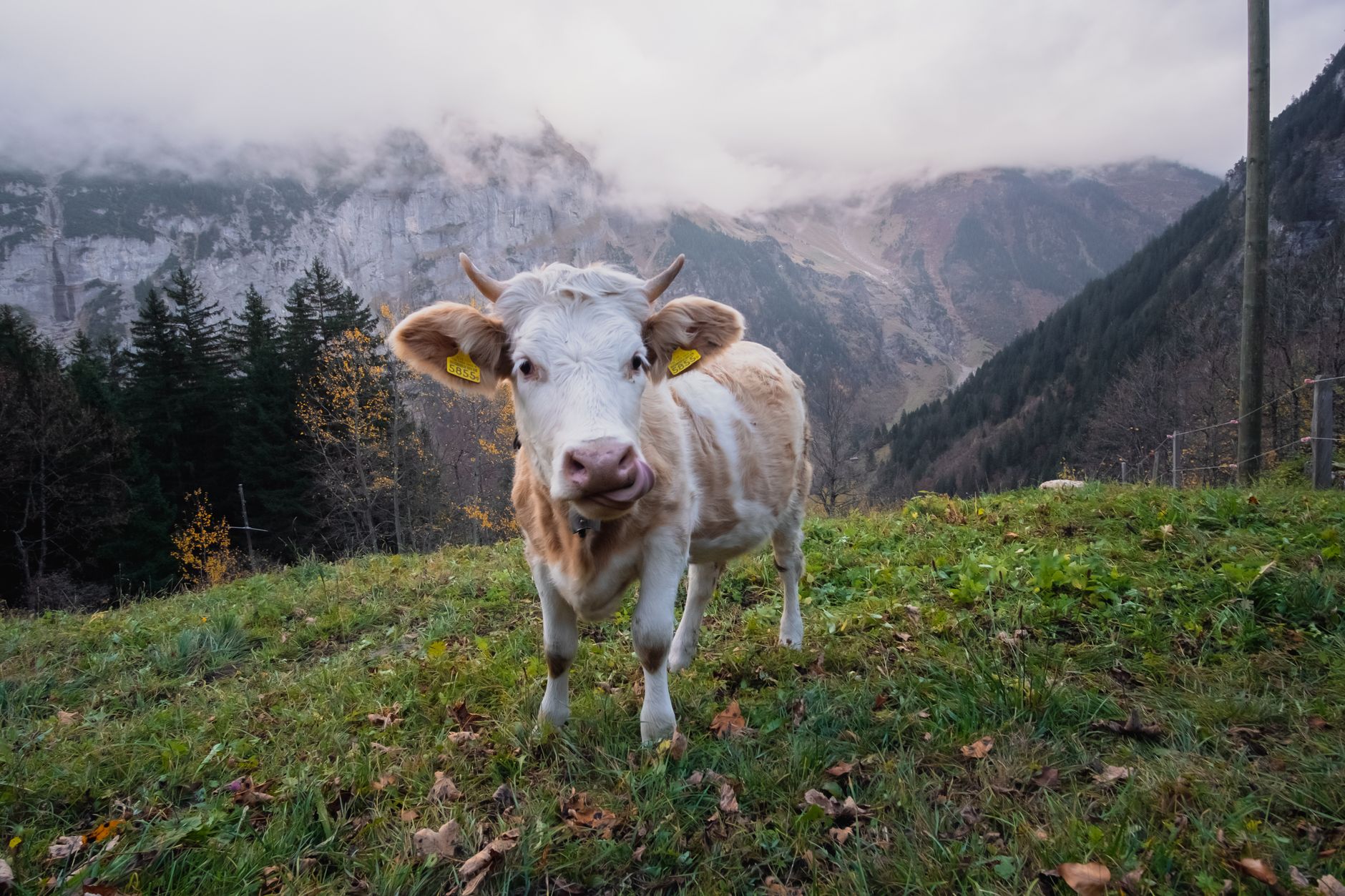 Identify Tree, Tree Id, Identifying Trees, Identify Tree Species, Trees Id, Leaf — A cow standing in a lush mountain pasture with scenic fog
