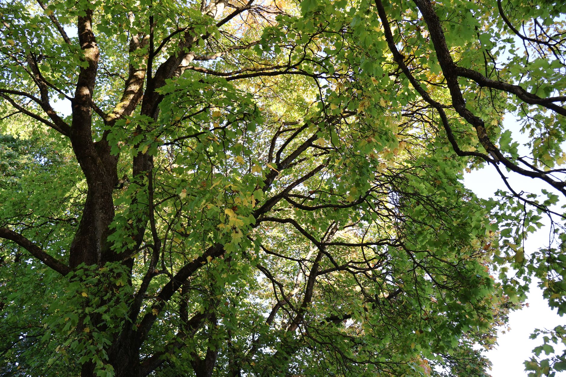 Identify Tree, Tree Id, Identifying Trees, Identify Tree Species, Trees Id, Leaf — A view of lush green leaves and trees in Oslo, capturing