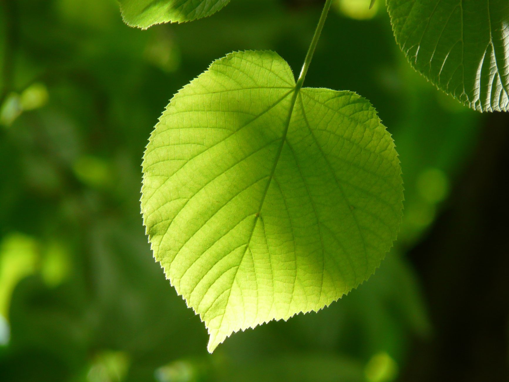 Identify Tree, Tree Id, Identifying Trees, Identify Tree Species, Trees Id, Leaf — Detailed close-up of a vibrant green leaf illuminated by