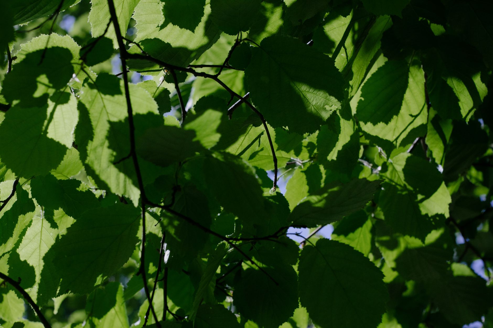 Identify Tree, Tree Id, Identifying Trees, Identify Tree Species, Trees Id, Leaf — Vibrant green leaves with striking sunlit shadows, repres