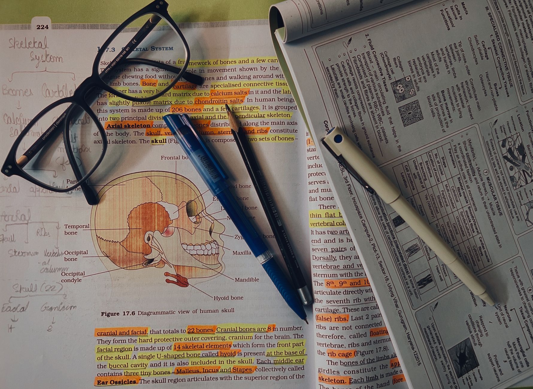 Study Guide — Detailed study materials showcasing the human skeletal system, ideal for educational purposes.